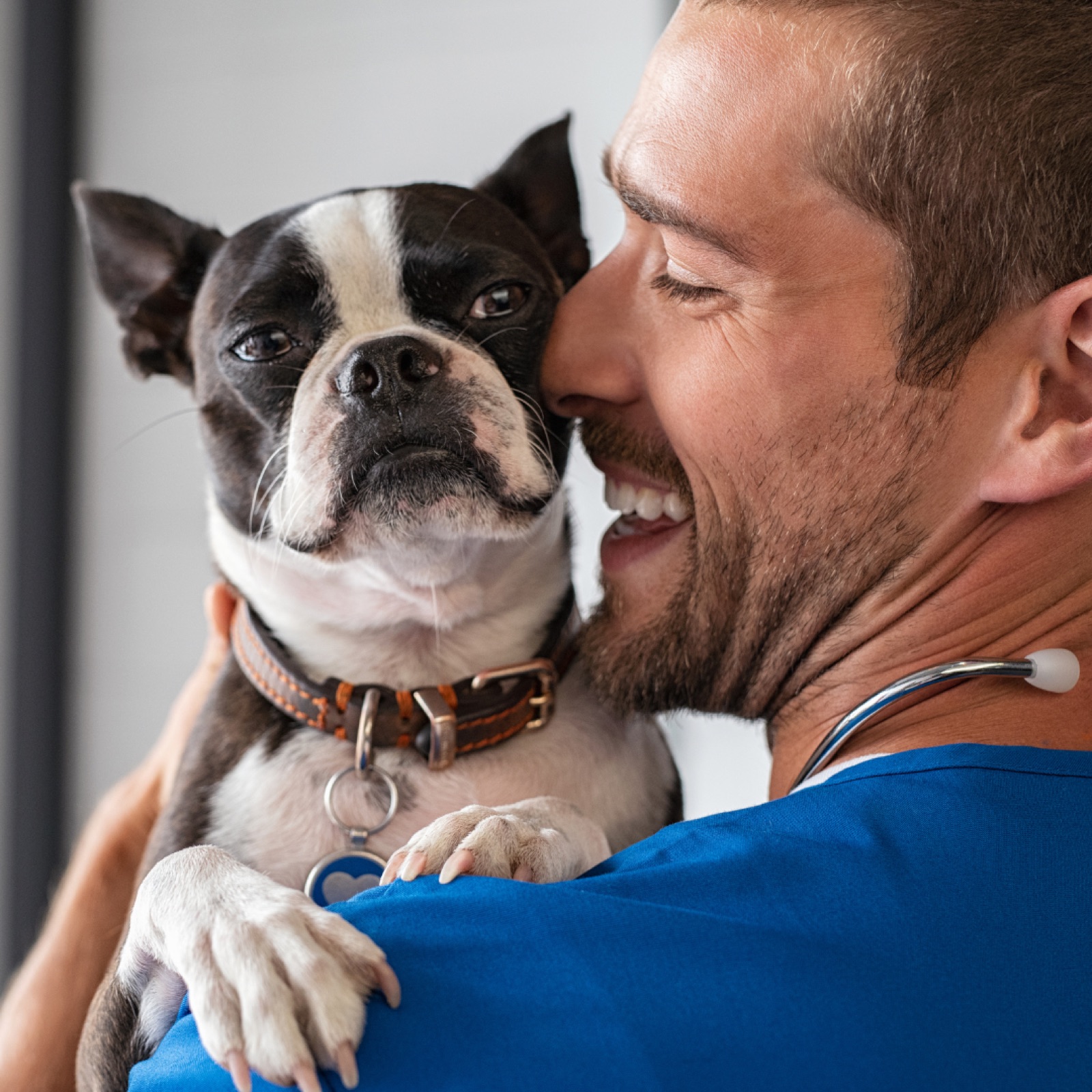 Man in blue scrubs joyfully hugs a Boston Terrier. Stethoscope around his neck. White background. Dog looks calm; man is smiling.
