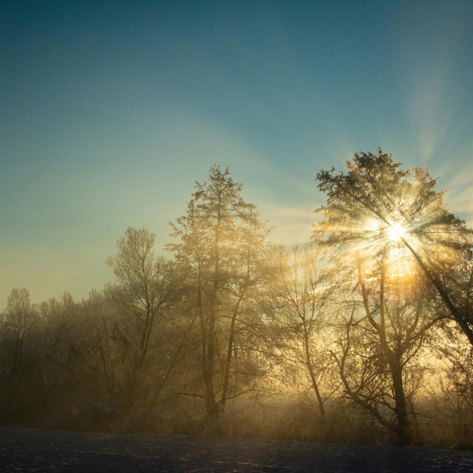 Sunlight beams through a wintry forest, casting a serene glow. Frost covers the ground, and the sky is a clear blue.