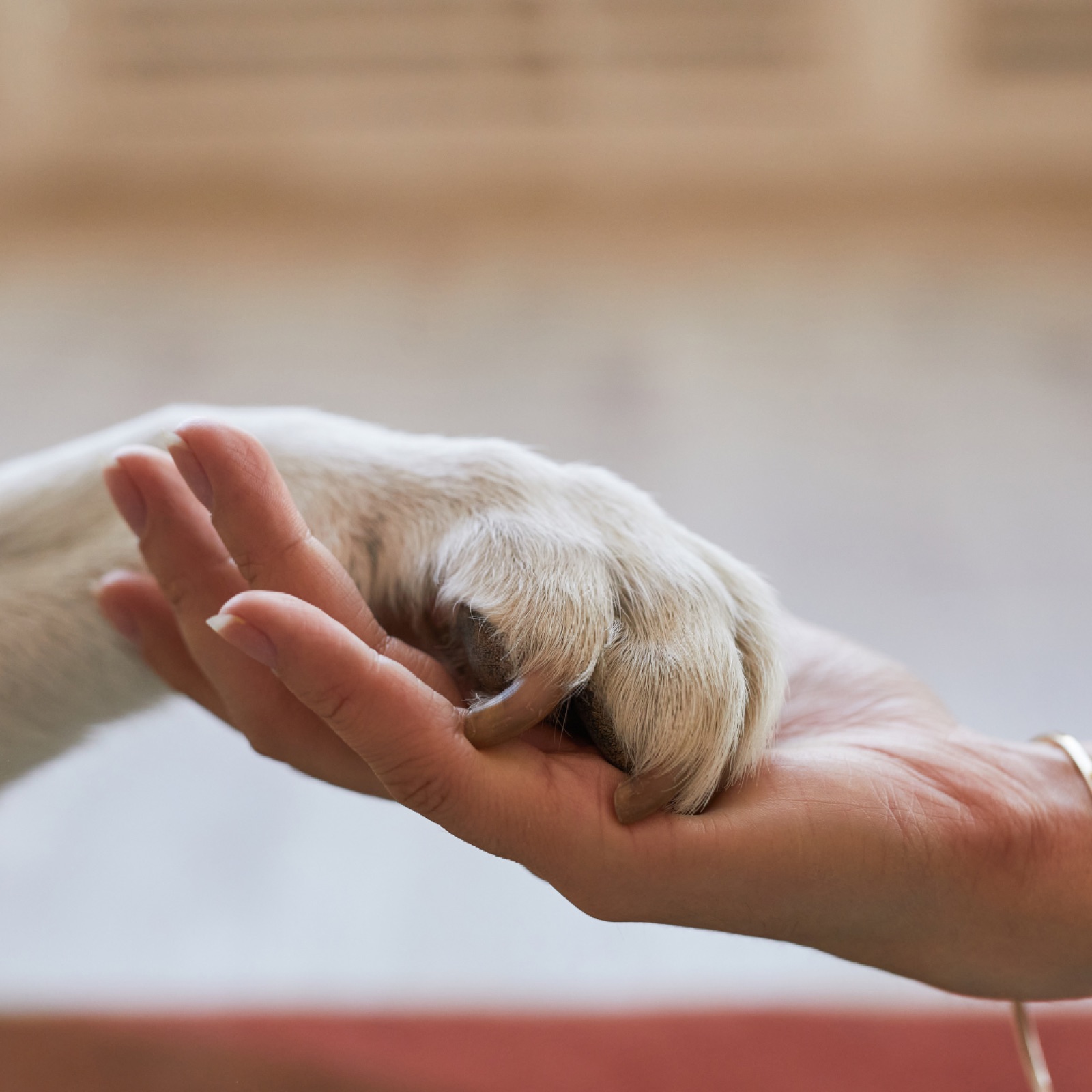 A human hand gently holds a dog's paw, conveying friendship. The background is softly blurred, creating a warm, tender scene.