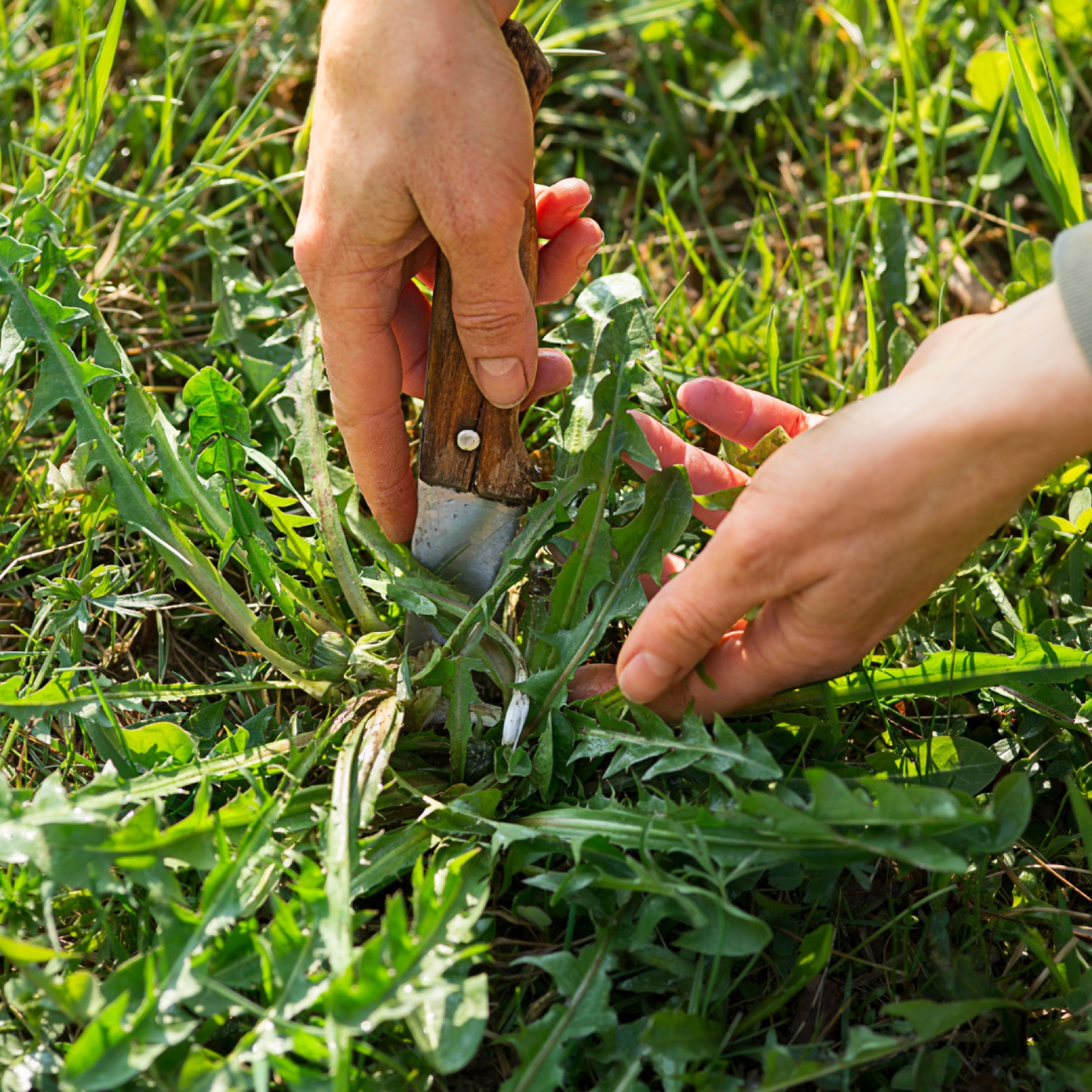 Hands cutting dandelion leaves with a knife in a grassy field, suggesting gardening or foraging in a sunny outdoor setting.